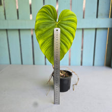 Load image into Gallery viewer, #R48 Philodendron Jose Buono x Pastazanum