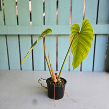 Load image into Gallery viewer, #R48 Philodendron Jose Buono x Pastazanum
