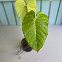 Load image into Gallery viewer, #R48 Philodendron Jose Buono x Pastazanum