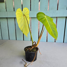 Load image into Gallery viewer, #R48 Philodendron Jose Buono x Pastazanum