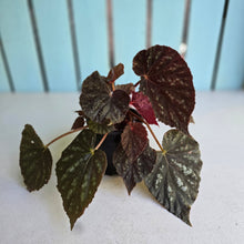 Load image into Gallery viewer, #R31 Begonia Unknown
