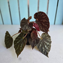Load image into Gallery viewer, #R31 Begonia Unknown