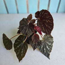Load image into Gallery viewer, #R31 Begonia Unknown