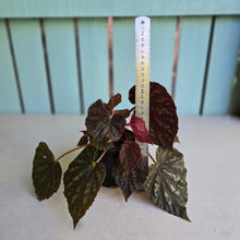Load image into Gallery viewer, #R31 Begonia Unknown