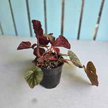 Load image into Gallery viewer, #R31 Begonia Unknown