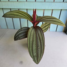 Load image into Gallery viewer, #R30 Large Medinilla Gregori Hambali