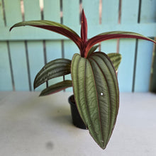 Load image into Gallery viewer, #R30 Large Medinilla Gregori Hambali