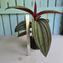 Load image into Gallery viewer, #R30 Large Medinilla Gregori Hambali