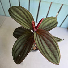 Load image into Gallery viewer, #R30 Large Medinilla Gregori Hambali