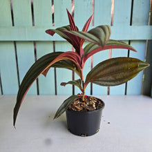 Load image into Gallery viewer, #R30 Large Medinilla Gregori Hambali