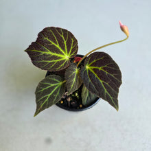 Load image into Gallery viewer, #R843 Begonia Chloroneura