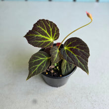 Load image into Gallery viewer, #R843 Begonia Chloroneura