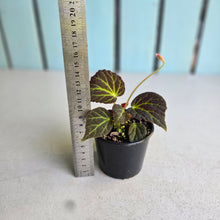 Load image into Gallery viewer, #R843 Begonia Chloroneura