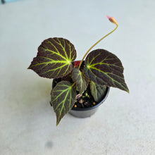 Load image into Gallery viewer, #R843 Begonia Chloroneura