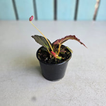 Load image into Gallery viewer, #R843 Begonia Chloroneura