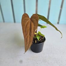 Load image into Gallery viewer, #R17 Long, Narrow Anthurium NOID - With 2 x Pups