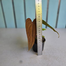 Load image into Gallery viewer, #R17 Long, Narrow Anthurium NOID - With 2 x Pups