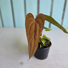 Load image into Gallery viewer, #R17 Long, Narrow Anthurium NOID - With 2 x Pups
