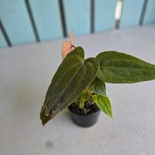 Load image into Gallery viewer, #R17 Long, Narrow Anthurium NOID - With 2 x Pups