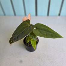 Load image into Gallery viewer, #R17 Long, Narrow Anthurium NOID - With 2 x Pups