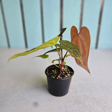 Load image into Gallery viewer, #R17 Long, Narrow Anthurium NOID - With 2 x Pups