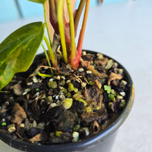 Load image into Gallery viewer, #R17 Long, Narrow Anthurium NOID - With 2 x Pups