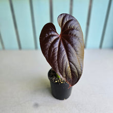 Load image into Gallery viewer, #H65 Anthurium Moodeanum / Red Beauty