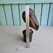 Load image into Gallery viewer, #H65 Anthurium Moodeanum / Red Beauty