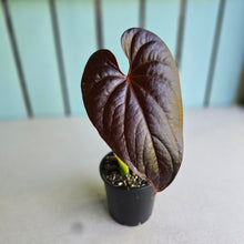 Load image into Gallery viewer, #H65 Anthurium Moodeanum / Red Beauty
