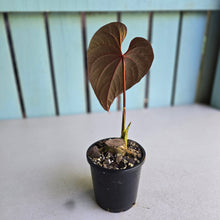 Load image into Gallery viewer, #H65 Anthurium Moodeanum / Red Beauty