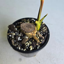 Load image into Gallery viewer, #H65 Anthurium Moodeanum / Red Beauty