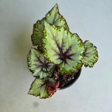 Load image into Gallery viewer, #B8 Begonia Unknown