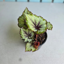 Load image into Gallery viewer, #B8 Begonia Unknown