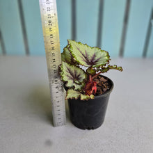Load image into Gallery viewer, #B8 Begonia Unknown