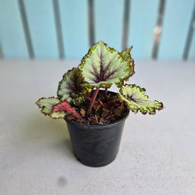 Load image into Gallery viewer, #B8 Begonia Unknown
