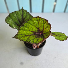 Load image into Gallery viewer, #W50 Begonia Unknown