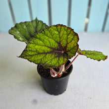 Load image into Gallery viewer, #W50 Begonia Unknown