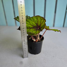 Load image into Gallery viewer, #W50 Begonia Unknown