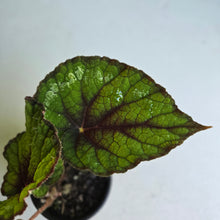 Load image into Gallery viewer, #W50 Begonia Unknown