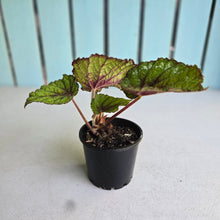 Load image into Gallery viewer, #W50 Begonia Unknown