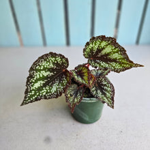 Load image into Gallery viewer, #H75 Begonia Unknown
