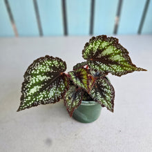 Load image into Gallery viewer, #H75 Begonia Unknown