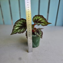 Load image into Gallery viewer, #H75 Begonia Unknown