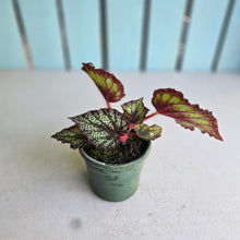 Load image into Gallery viewer, #H75 Begonia Unknown