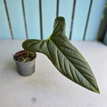 Load image into Gallery viewer, #G11 Anthurium Truncicola x Forgetii