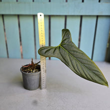 Load image into Gallery viewer, #G11 Anthurium Truncicola x Forgetii