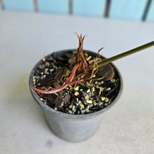 Load image into Gallery viewer, #G11 Anthurium Truncicola x Forgetii