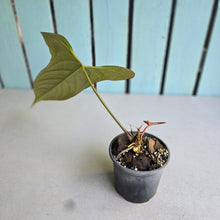 Load image into Gallery viewer, #G11 Anthurium Truncicola x Forgetii