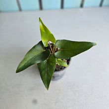 Load image into Gallery viewer, #W55 Anthurium Cerrobaulense