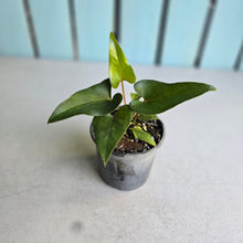 Load image into Gallery viewer, #W55 Anthurium Cerrobaulense